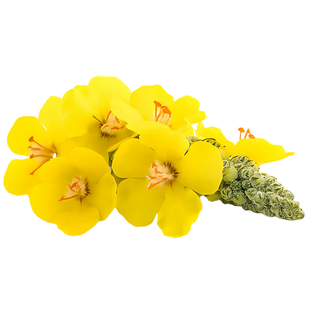 Verbascum