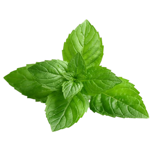 Mint